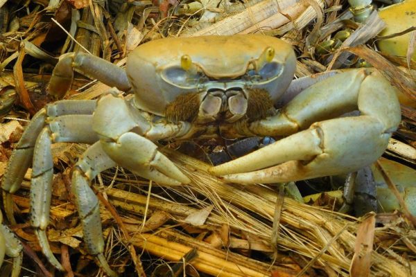 Un mets rituel : le crabe